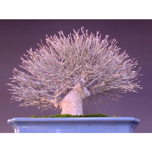 清姫紅葉　貴風盆栽　小品盆栽 格安盆栽素材/生産品紹介/清姫もみじ 貴風盆栽 販売/通販のFROM