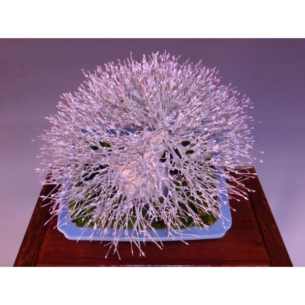清姫もみじ 貴風盆栽 展示用 樹高26cm 鉢「香妙制陶」 [1167