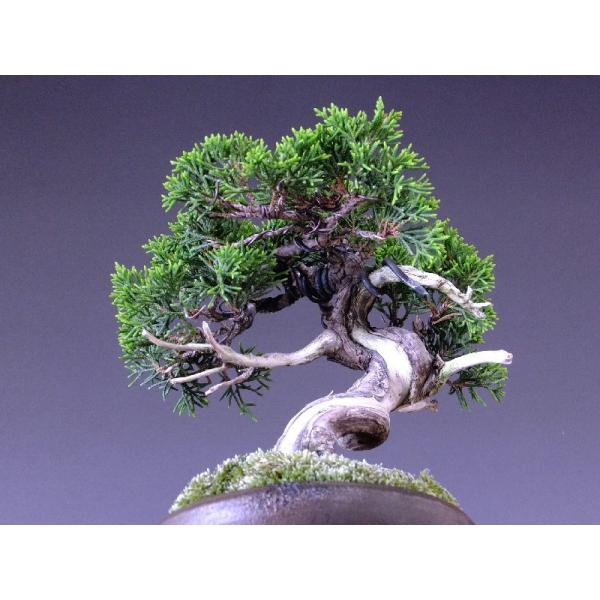 糸魚川真柏 小品盆栽 展示用 樹高15cm 鉢「隆」 [1219] /【Buyee】