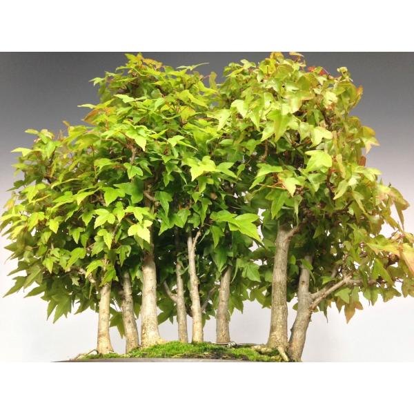 楓 カエデ [株立ち三幹] 大品盆栽 楓 カエデ [株立ち三幹] 大品盆栽