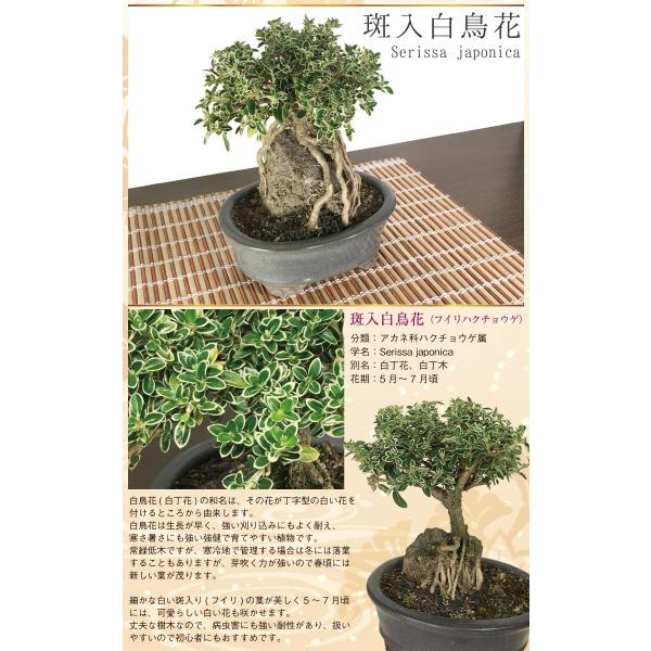 五葉松白丁花
