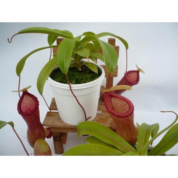 送料無料/新品】 Drosera Spathulata Taiwan２号丸鉢付き 人気品種 食虫植物 ドロセラ スパスラタ