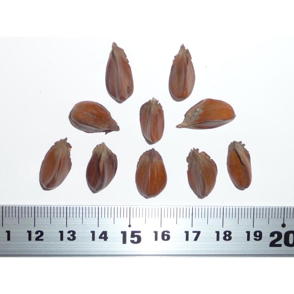 最新コレックション アカガシワ ノーザンレッドオーク 種子5粒 Northern red oak seeds 