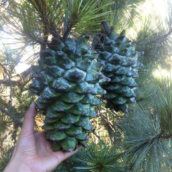 マルチネスピニョンマツ＜ピニョン松＞ 種子5粒Big-cone pinyon 5