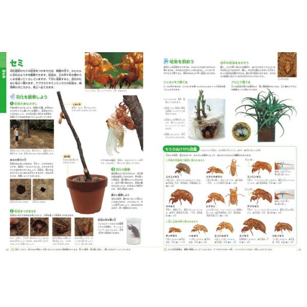 小学館の図鑑NEO) 飼育と観察 /【Buyee】 Buyee - Japanese