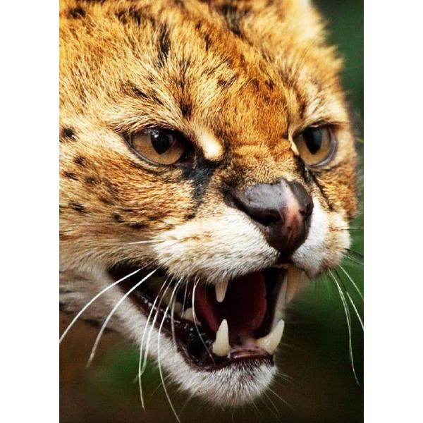 美品・希少】spring 1998 5/4.18号 雑誌 中谷美紀 小西真奈美