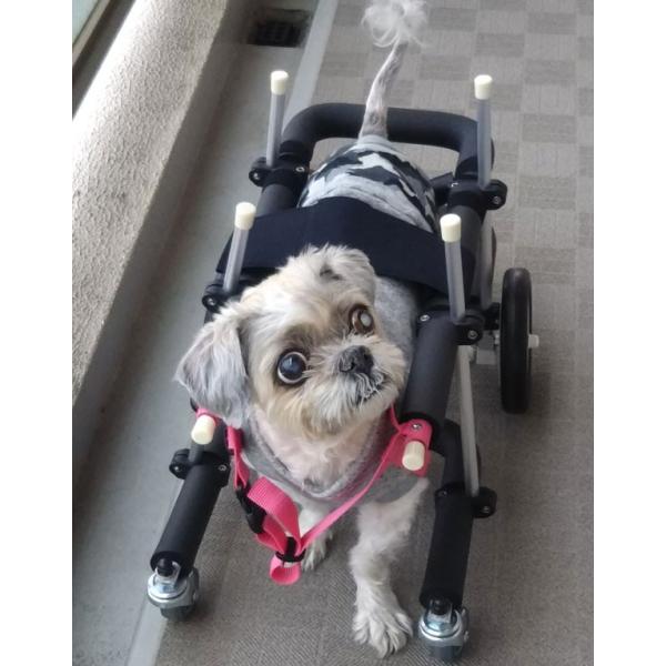 リハビリ用4輪/犬歩行器/介護/小型犬/犬車椅子 - 犬用品