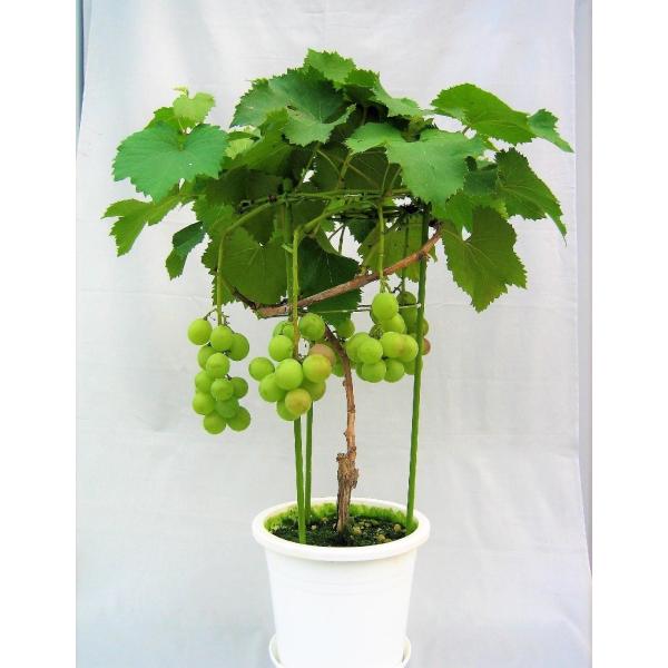 産直！ 育てて、食べる！ 葡萄 ブドウ ぶどうの鉢植え 巨峰 特A