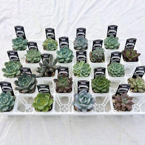 【多肉植物】Echeveria 35品種セット(被り無し)② 農園直売 多肉植物 宅急便送料無料 エケベリア 寄せ植えセット35