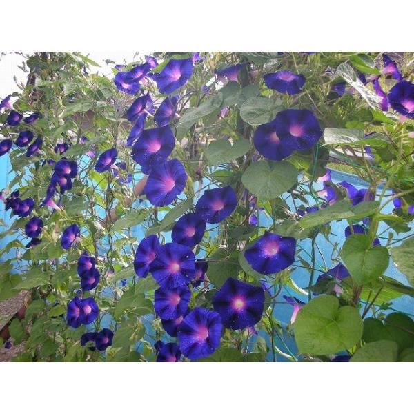 江戸風情単色青紫5個セット（あさがお・朝顔・アサガオ・苗・花