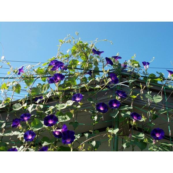 江戸風情単色青紫5個セット（あさがお・朝顔・アサガオ・苗・花