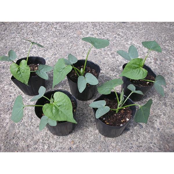 江戸風情　あさがお　朝顔　5苗 Amazon.co.jp: 朝顔の種 江戸風情 50粒+α あさがお : DIY・工具
