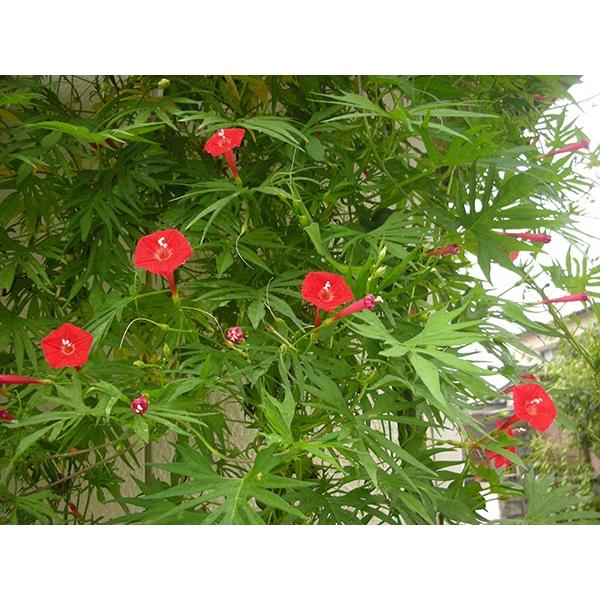 るこう草5個セット（あさがお・朝顔・アサガオ・苗・花