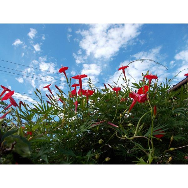 るこう草5個セット（あさがお・朝顔・アサガオ・苗・花