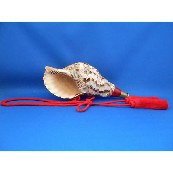 新発売戦国法螺貝軍貝ほら貝ホラ貝ほらがいホラガイシェルトランペット