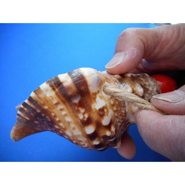国内初の直営店 可愛いミニミニ法螺貝 ほら貝 ホラガイ 法螺貝