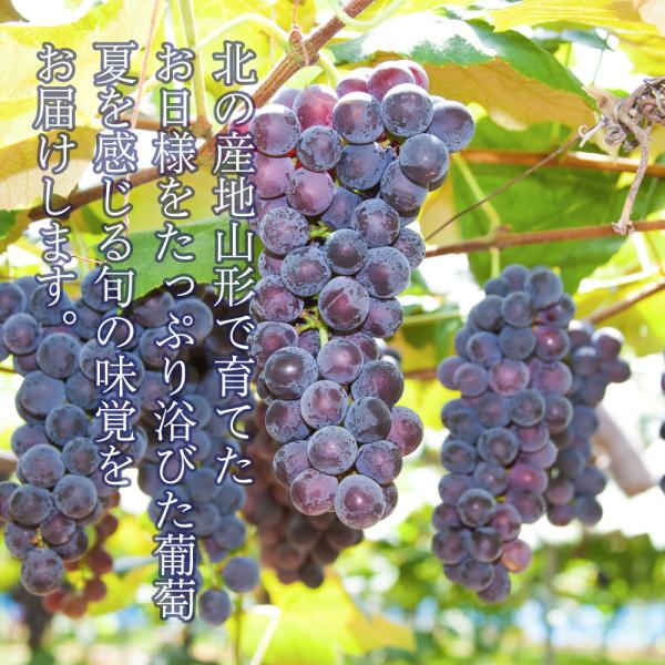 山ぶどう 楽天市場】全農 ニッポンエール 岩手県産山葡萄グミ 山ブドウ 山