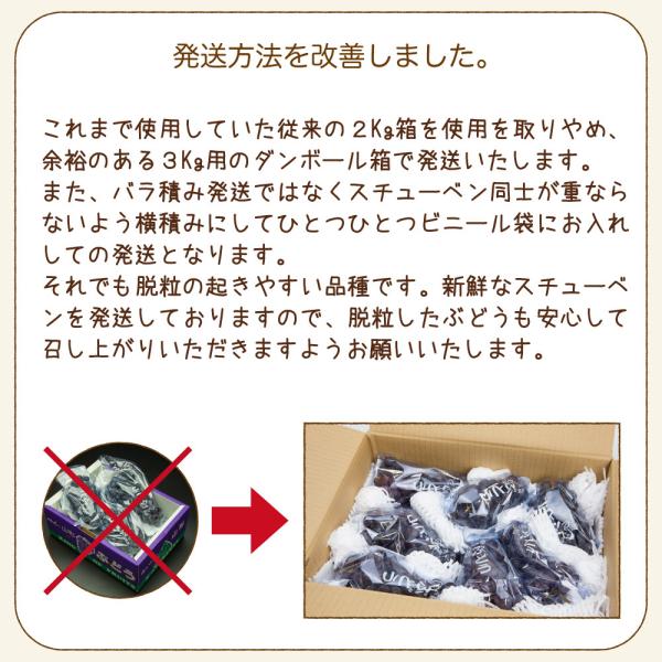 ぶどう 葡萄 スチューベン 秀品 約2kg 山形県産 ブドウ 送料