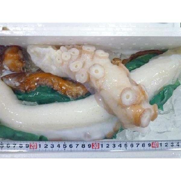 4-5人前　生タコ 北海生たこ 刺身用 約1kg タコ たこ 蛸 鮹