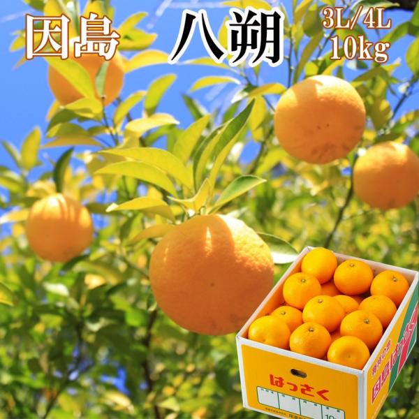 八朔はっさく因島秀品3L-4L 10kg 広島JA尾道市因島選果場