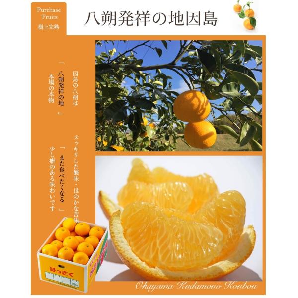 はっさく商品 Amazon.co.jp: 因島産八朔の果肉入りゼリー【78g×12個】 : 食品