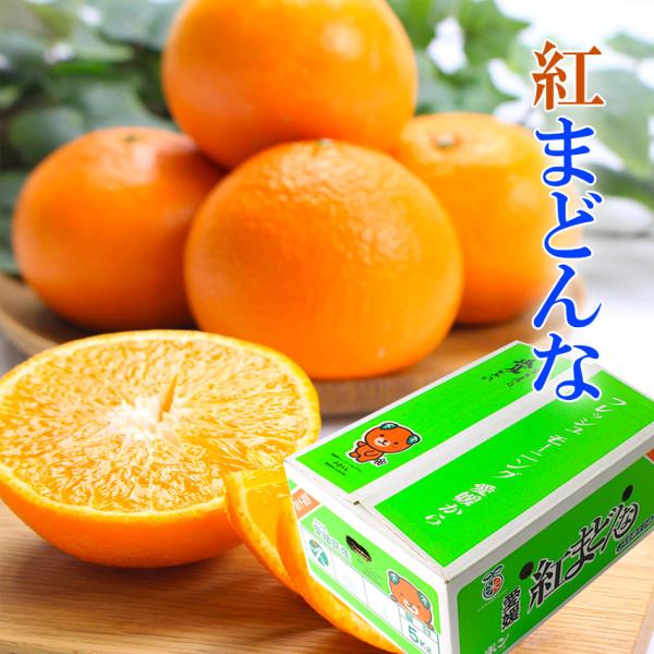 2025 お歳暮 ギフト 紅まどんな 4.5kg 青秀 M-2L 中島産 みかん ミカン