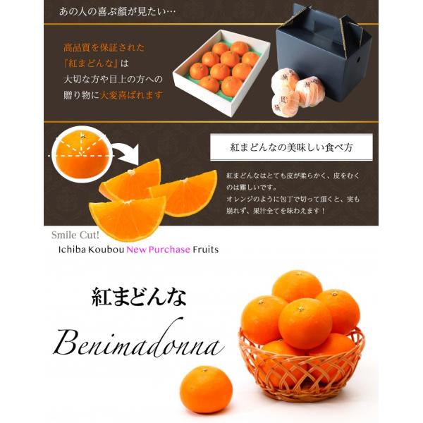 2025 お歳暮 ギフト 紅まどんな 4.5kg 青秀 M-2L 中島産 みかん ミカン