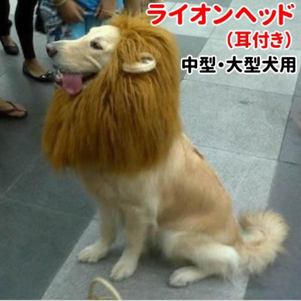 Golden retriever shaved hot sale like a lion