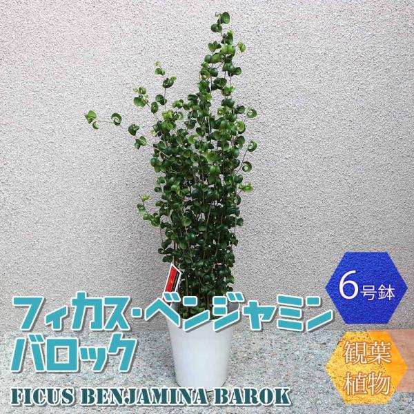 フィカス・ベンジャミン・バロック6号プラスチック鉢【中型 観葉植物 6