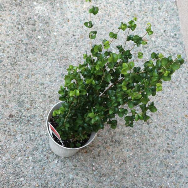 フィカス・ベンジャミン・バロック6号プラスチック鉢【中型 観葉植物 6