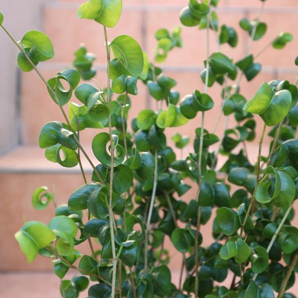 フィカス・ベンジャミン・バロック6号プラスチック鉢【中型 観葉植物 6