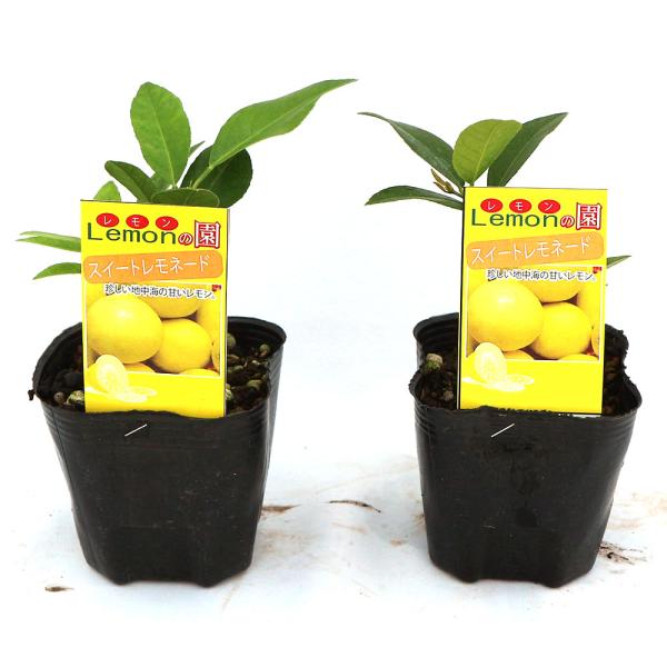 スィートレモン苗木♪ スィートレモン苗木♪ レモン苗木「スイートレモネード」を販売