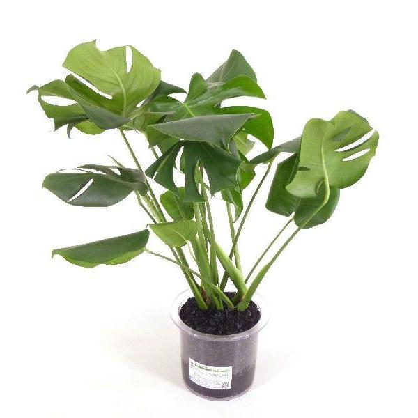 XXL ドラセナ アフェランドラ クロトン ハイドロカルチャー 観葉植物