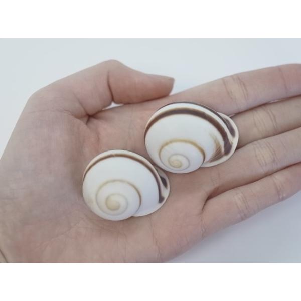 ウズマキマイマイ(約3.5〜4.5cm/2個)陸貝 貝 貝殻 シェル 小屋