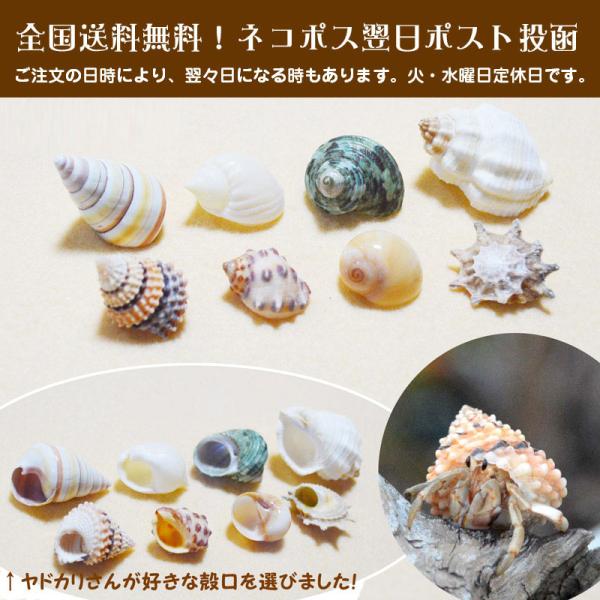 ヤドカリ引越用貝殻 SS-Sセット 8個セット /【Buyee】