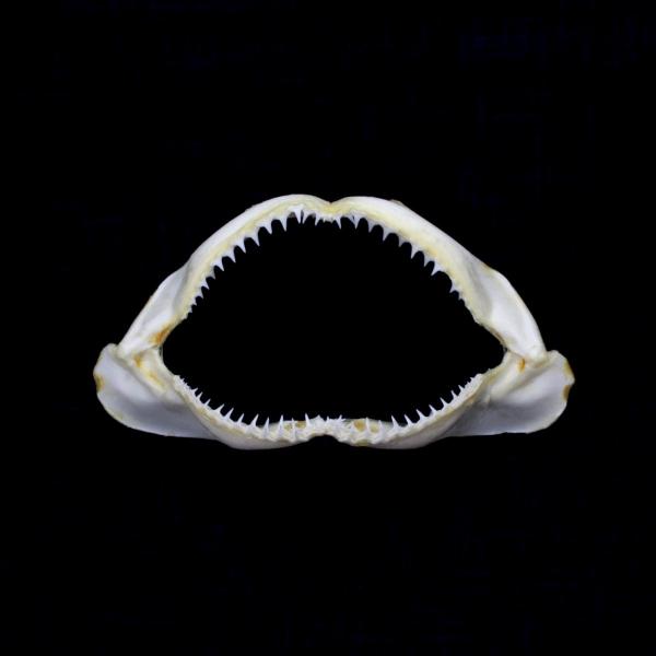 サメの顎（メジロザメ科）顎骨標本 Sサイズ 14〜16cm ケース付き お