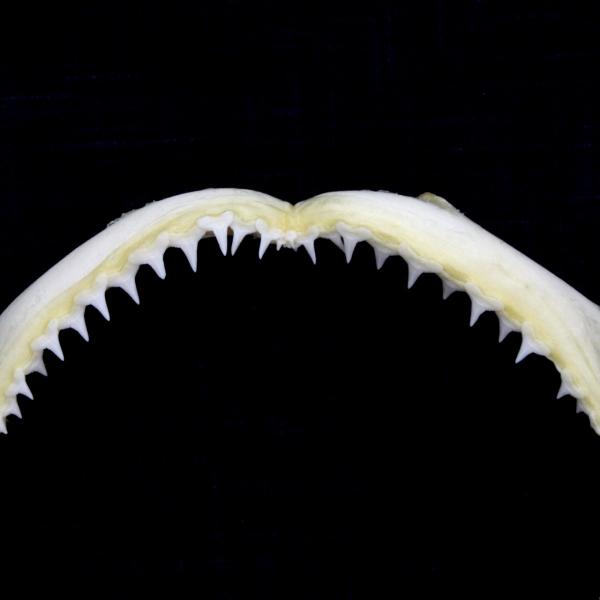 サメの顎（メジロザメ科）顎骨標本 Sサイズ 14〜16cm ケース付き お