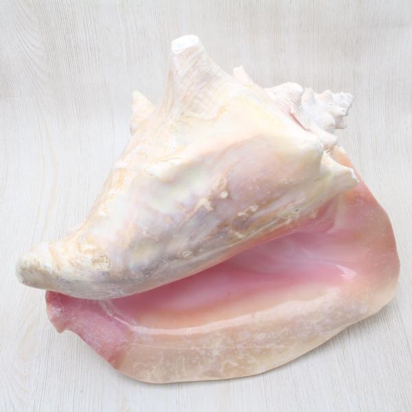 サイズUP在庫限り】ピンクガイL（コンクガイ）貝殻 コンクシェル