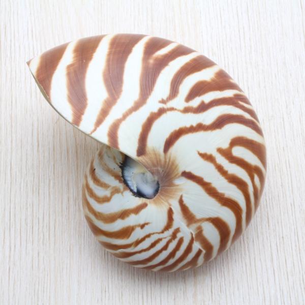 オウムガイS 貝殻 インテリア 工芸品 コレクション 約9〜10ｃｍ