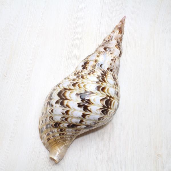 ホラ貝M(法螺貝) 貝殻 ホラガイ インテリア 約28〜30cm /【Buyee】 アオザメの歯 5個セット Shortfin mako shark tooth サメの歯 約1.5〜2.0cm