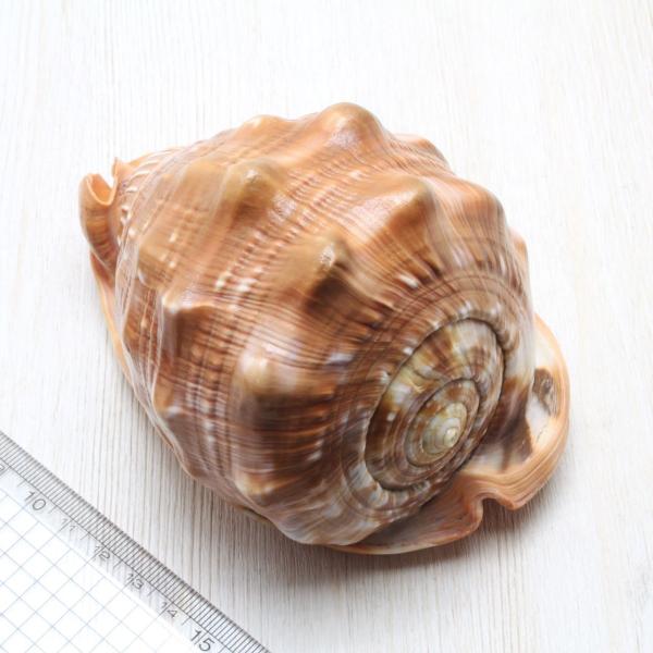 マンボウガイ (カメオシェル) 貝殻 約12〜14cm 標本 コレクション