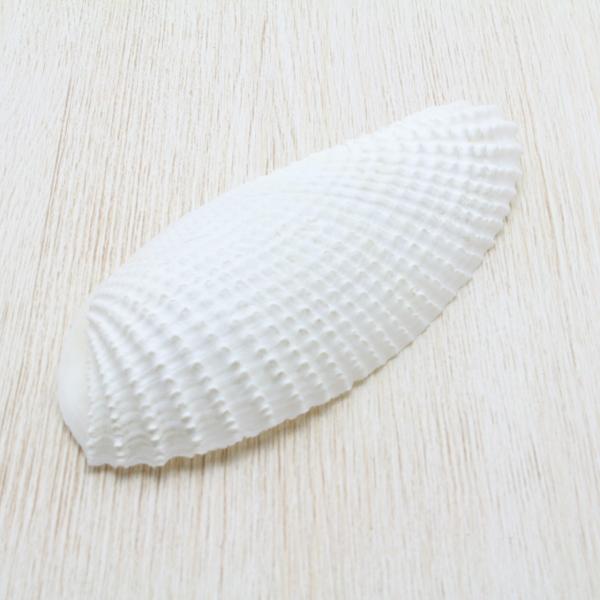 テンシノツバサガイ（天使の翼貝） 貝殻 インテリア コレクション １ 