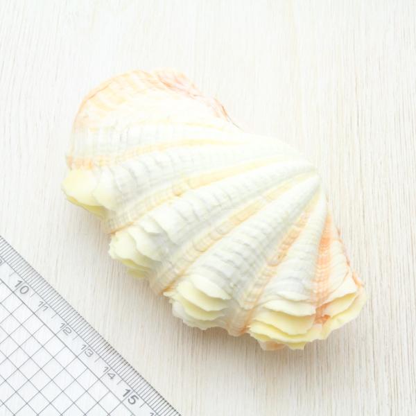 シラナミガイ(白浪貝) Ｍサイズ 貝殻 インテリア コレクション 約10 ...
