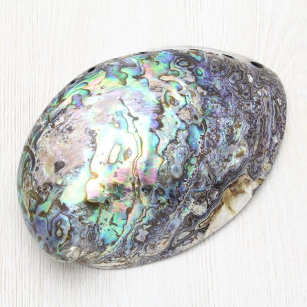 ニュージーランドアワビ(パウア貝・アバロンシェル) 貝殻 インテリア 綺麗な貝殻 約11〜12cm /【Buyee】 bot-online アオザメの歯 5個セット Shortfin mako shark tooth サメの歯 約1.5〜2.0cm