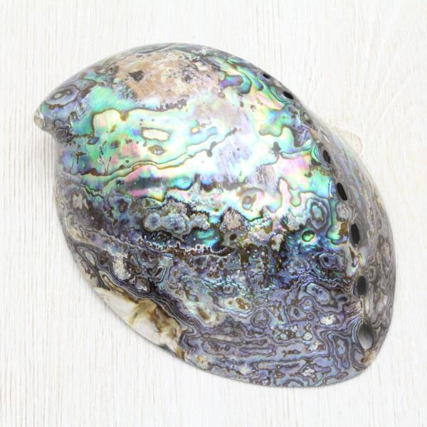 アバロンシェル　パウア貝　貝殻？　　置物　インテリア　15cm ニュージーランドアワビ（パウア貝・アバロンシェル） 貝殻