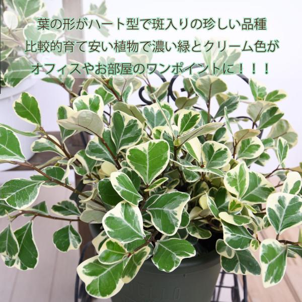 観葉植物 フィカス スイートハート ゴムの木 珍しい品種 斑入り 選べる