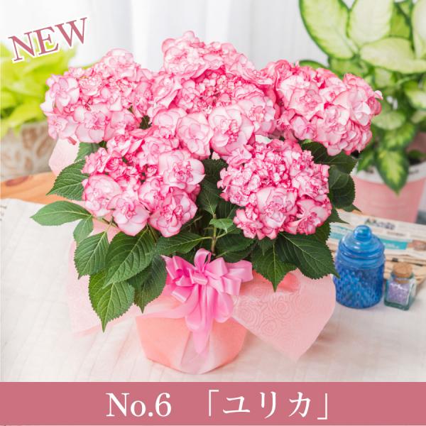 母の日 プレゼント アジサイ 花 ギフト 鉢植え あじさい 紫陽花