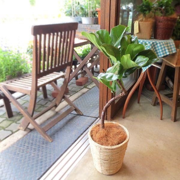 カシワバゴムの木 バンビーノ 曲がり仕立て 6号鉢サイズ 鉢植え