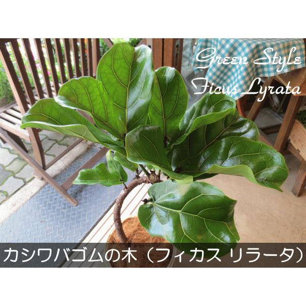 カシワバゴムの木 バンビーノ 曲がり仕立て 6号鉢サイズ 鉢植え