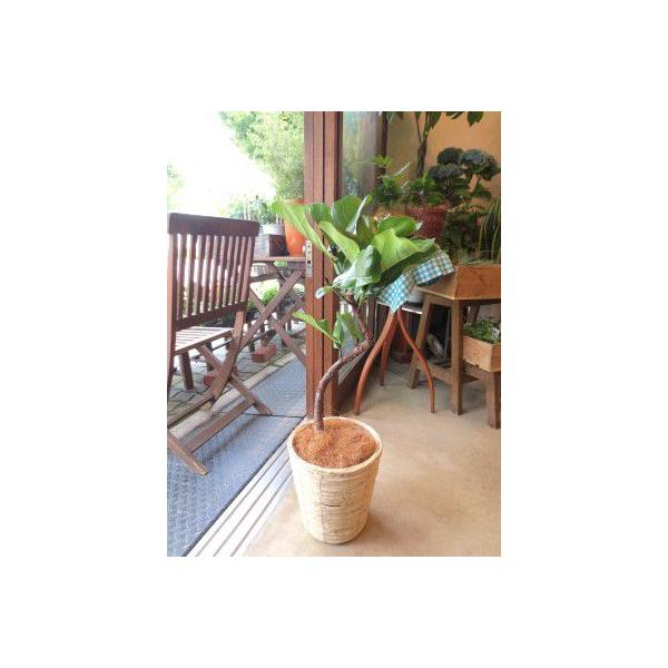 カシワバゴムの木 バンビーノ 曲がり仕立て 6号鉢サイズ 鉢植え